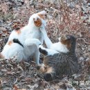 꽁냥꽁냥 이미지