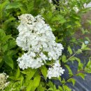 윙키핑키 이미지