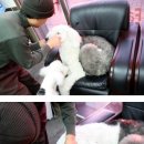 왕초네 이미지