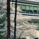멍이가 웃통벗는날 | [25-4] 오곡백과가 물드는 4월입니다
