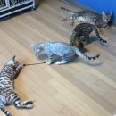 실버스노우