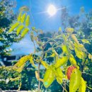 대추나무약국 이미지