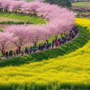 (주)화진관광여행사 | 제주도 봄 단체여행 완벽 가이드, 코스별 예산 계획부터 여행사 없이 직접 예약하는 법
