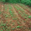 이안농장 이미지