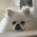 미대언니들 애견샵 이미지