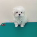 포시즌 동물병원 이미지