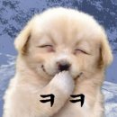 크크 세계일보