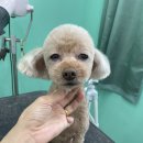 멍블리 펫살롱 이미지