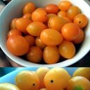 토마토LE