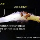 한국춘란(韓國春蘭) 발아(發芽)와 관리/04(뿌리)/(한배관54) 이미지