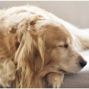 베이비몽 강아지분양 인천청라점 이미지