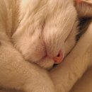 포숑포숑 이미지