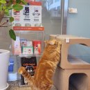 이영수 고양이 병원 | 달치(IMHA 비재생성 용혈성 빈혈 수혈) 상담기록 16 [인천 이영수고양이병원] 고양이