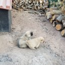 풍산농장 이미지