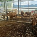 우리소 농장 이미지