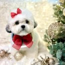 파주애견미용센터 | 파주 애견카페 나들이 후기 필굿 애견미용 분위기도 시설도 완전만족!