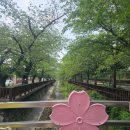 창원 편백나무숲 무장애나눔길 네이버블로그