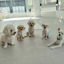 일리키독 이미지