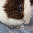 공원옆동물의료센터 이미지