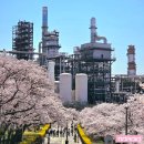 (주)제일화학 | "단 6일만 개방" SK인천석유화학공장 벚꽃 실시간 주차 애견동반