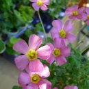 엠에이치알 이미지