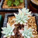 동운슈퍼 이미지