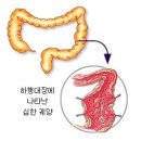 다시마가루 효능 이미지