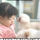 약지애견카페 이미지