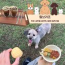 진주애견 | 진주애견카페 힐브리즈 여름 재방문후기