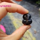 비당농장 이미지