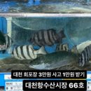 보령애견동반펜션피노비스타