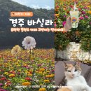 경주 한옥 카페 바실라 실시간 백일홍 꽃구경 명소! 애견동반 주차 위치는?