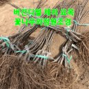 화성-장안-장안 8호 이미지