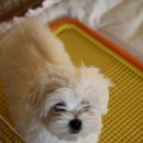 말티즈하우스 이미지