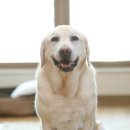 아람이네 이미지