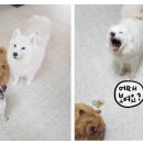 벤지동물병원 네이버블로그