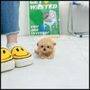 유앤미펫 강아지분양 고양이분양 용인점 이미지