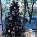 어느날그루밍 | 월배역애견미용 잘 해주시는 그루밍쇼타임 후기입니다