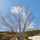 거제 옥포대첩기념공원 이선지 느티나무/삶, 숨, 쉼터, 나무 이야기 71 이미지