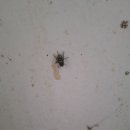 화장실 똥파리 이미지