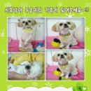 두솜 Daum카페