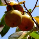 대청호 두메마을 이미지