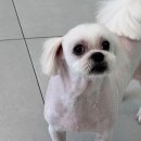 멍블리즈 이미지