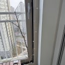 초록동행, 식물일기 | 식물일기 양재꽃시장 분재동에서 새로 입양 몬스테라,거북이알로카시아,아몬드페페,스타티필룸