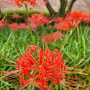 신효동 하귤나무 이미지