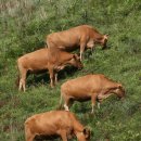 평화목장 이미지