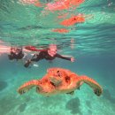 도찌 | [도찌여행2] 보홀트래블 ‘어메이징 발리카삭 호핑투어‘ 후기!!!