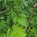 조양초등학교 이미지