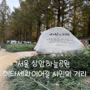 꽃무릇공원 | 서울상암 하늘공원 꽃무릇명소 메타세콰이아길 시인의거리 방문후기