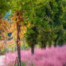 문화광장진입도로 황금개나리길 | 가평 자라섬 완벽 가이드: 자연과 문화가 공존하는 섬